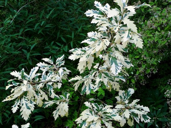 Ąžuolas burgundinis ,Variagata' (lot. Quercus ceris) Ąžuolas burgundinis ,Variagata' (lot. Quercus ceris)
